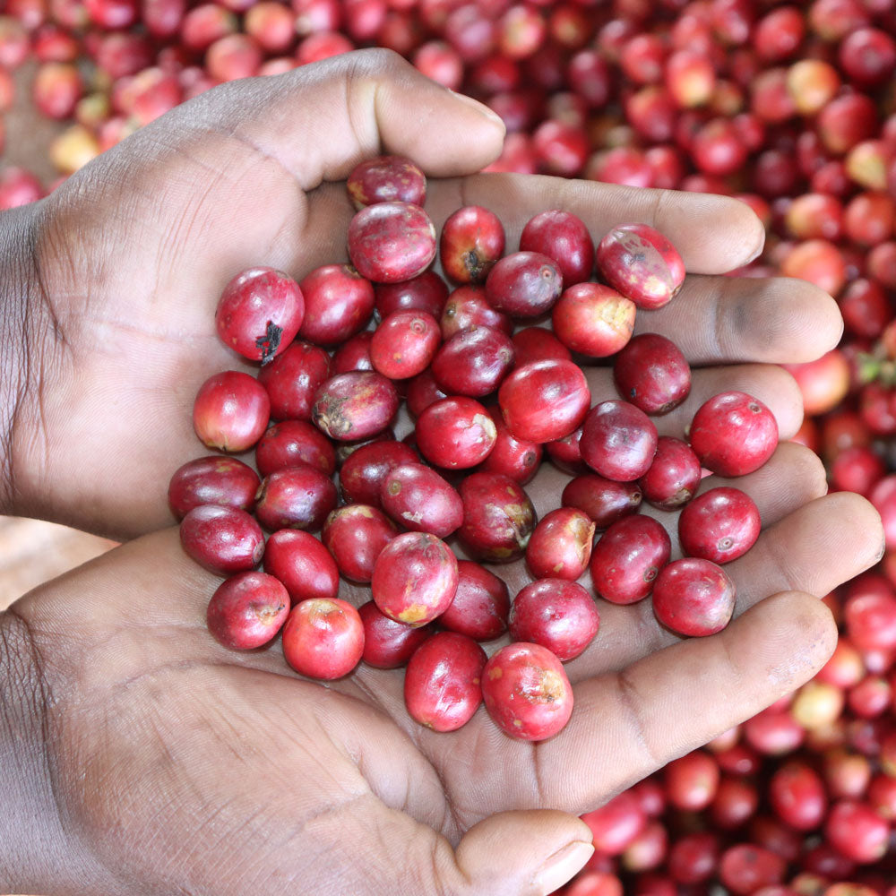 Kenya, Kiambu County - Omni Roast