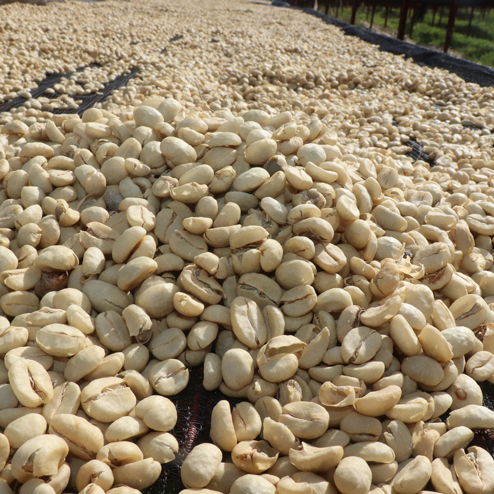 Kenya, Kiambu County - Omni Roast